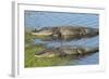 American Alligators Sunning, Myakka River State Park, Florida, Usa-Maresa Pryor-Framed Photographic Print