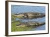 American Alligators Sunning, Myakka River State Park, Florida, Usa-Maresa Pryor-Framed Photographic Print