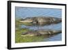 American Alligators Sunning, Myakka River State Park, Florida, Usa-Maresa Pryor-Framed Photographic Print