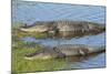 American Alligators Sunning, Myakka River State Park, Florida, Usa-Maresa Pryor-Mounted Photographic Print