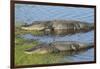 American Alligators Sunning, Myakka River State Park, Florida, Usa-Maresa Pryor-Framed Photographic Print