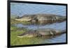American Alligators Sunning, Myakka River State Park, Florida, Usa-Maresa Pryor-Framed Photographic Print