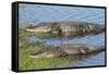 American Alligators Sunning, Myakka River State Park, Florida, Usa-Maresa Pryor-Framed Stretched Canvas