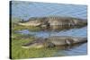 American Alligators Sunning, Myakka River State Park, Florida, Usa-Maresa Pryor-Stretched Canvas