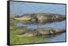 American Alligators Sunning, Myakka River State Park, Florida, Usa-Maresa Pryor-Framed Stretched Canvas