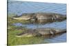 American Alligators Sunning, Myakka River State Park, Florida, Usa-Maresa Pryor-Stretched Canvas