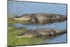 American Alligators Sunning, Myakka River State Park, Florida, Usa-Maresa Pryor-Mounted Photographic Print