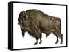 American Animal: Bison or American Buffalo. 19Th Century Colour Engraving-null-Framed Stretched Canvas