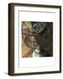 American Antiques: Fan-Nicolas Hugo-Framed Giclee Print