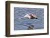 American Avocet Flying-Hal Beral-Framed Photographic Print