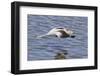 American Avocet Flying-Hal Beral-Framed Photographic Print