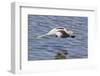 American Avocet Flying-Hal Beral-Framed Photographic Print