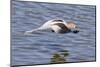 American Avocet Flying-Hal Beral-Mounted Photographic Print