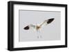 American Avocet Landing-Hal Beral-Framed Photographic Print