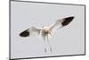 American Avocet Landing-Hal Beral-Mounted Photographic Print