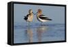 American Avocet Pair-Ken Archer-Framed Stretched Canvas