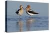 American Avocet Pair-Ken Archer-Stretched Canvas