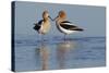 American Avocet Pair-Ken Archer-Stretched Canvas