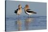 American Avocet Pair-Ken Archer-Stretched Canvas