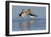 American Avocet Pair-Ken Archer-Framed Photographic Print