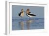 American Avocet Pair-Ken Archer-Framed Photographic Print