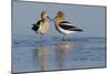 American Avocet Pair-Ken Archer-Mounted Photographic Print