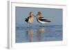 American Avocet Pair-Ken Archer-Framed Photographic Print