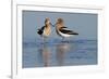 American Avocet Pair-Ken Archer-Framed Photographic Print