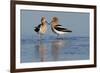 American Avocet Pair-Ken Archer-Framed Photographic Print