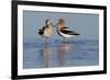 American Avocet Pair-Ken Archer-Framed Photographic Print