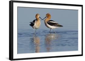 American Avocet Pair-Ken Archer-Framed Photographic Print