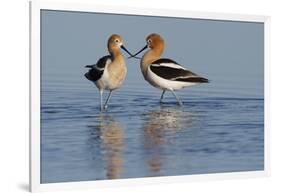 American Avocet Pair-Ken Archer-Framed Photographic Print