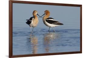 American Avocet Pair-Ken Archer-Framed Photographic Print