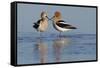 American Avocet Pair-Ken Archer-Framed Stretched Canvas