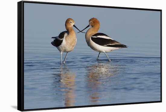 American Avocet Pair-Ken Archer-Framed Stretched Canvas