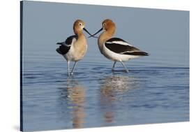 American Avocet Pair-Ken Archer-Stretched Canvas