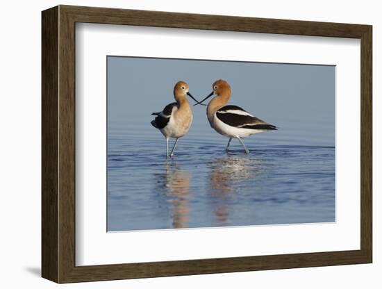 American Avocet Pair-Ken Archer-Framed Photographic Print