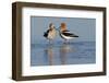 American Avocet Pair-Ken Archer-Framed Photographic Print