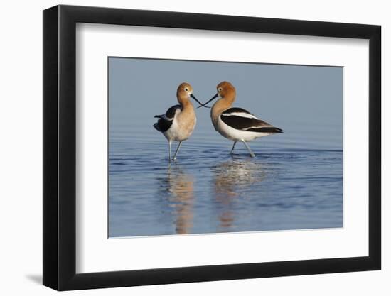 American Avocet Pair-Ken Archer-Framed Photographic Print