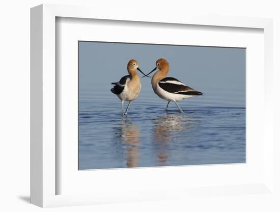 American Avocet Pair-Ken Archer-Framed Photographic Print