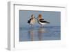 American Avocet Pair-Ken Archer-Framed Photographic Print