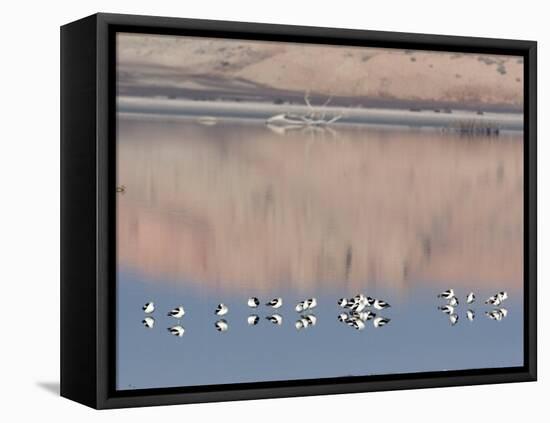 American Avocet, Salton Sea Area, Imperial County, California, USA-Diane Johnson-Framed Stretched Canvas