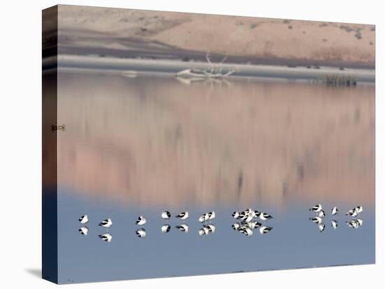 American Avocet, Salton Sea Area, Imperial County, California, USA-Diane Johnson-Stretched Canvas