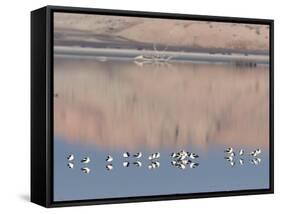 American Avocet, Salton Sea Area, Imperial County, California, USA-Diane Johnson-Framed Stretched Canvas