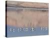 American Avocet, Salton Sea Area, Imperial County, California, USA-Diane Johnson-Stretched Canvas