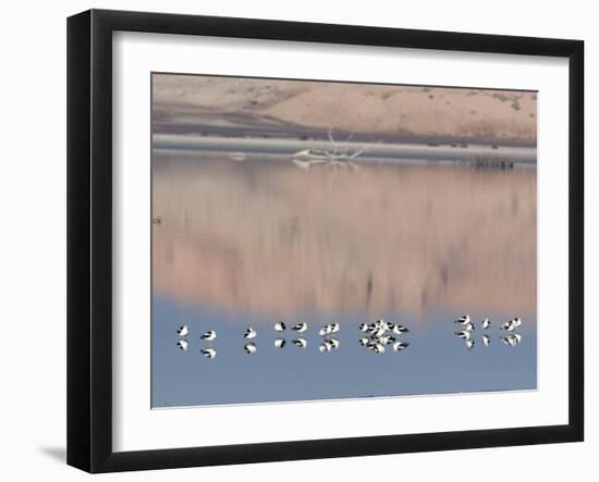 American Avocet, Salton Sea Area, Imperial County, California, USA-Diane Johnson-Framed Photographic Print