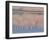 American Avocet, Salton Sea Area, Imperial County, California, USA-Diane Johnson-Framed Photographic Print