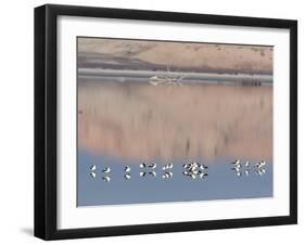 American Avocet, Salton Sea Area, Imperial County, California, USA-Diane Johnson-Framed Photographic Print