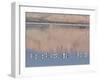 American Avocet, Salton Sea Area, Imperial County, California, USA-Diane Johnson-Framed Photographic Print
