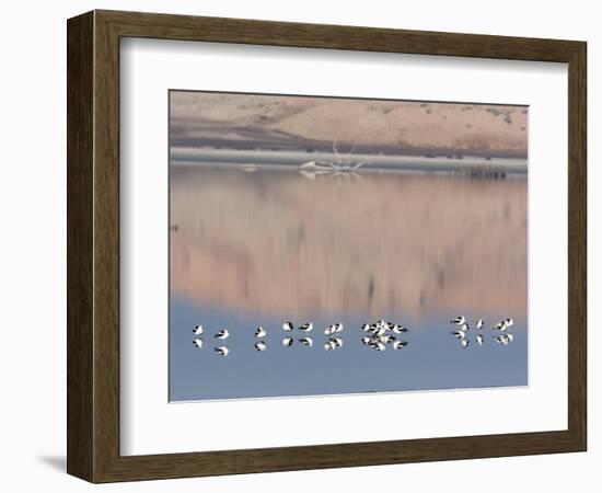 American Avocet, Salton Sea Area, Imperial County, California, USA-Diane Johnson-Framed Photographic Print